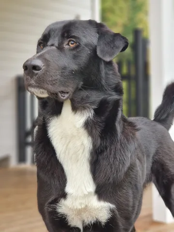 Nero, rescuehund i Skellefteå, bild 7