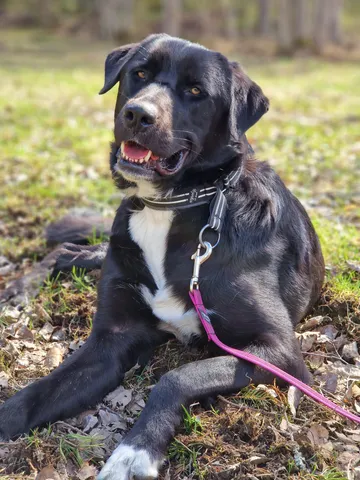 Nero, rescuehund i Skellefteå, bild 8