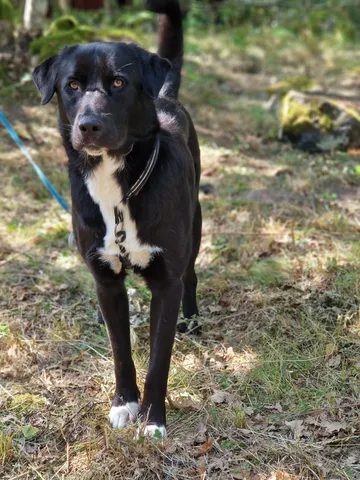 Nero, rescuehund i Skellefteå, bild 9