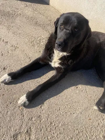 Nero, rescuehund i Skellefteå, bild 10