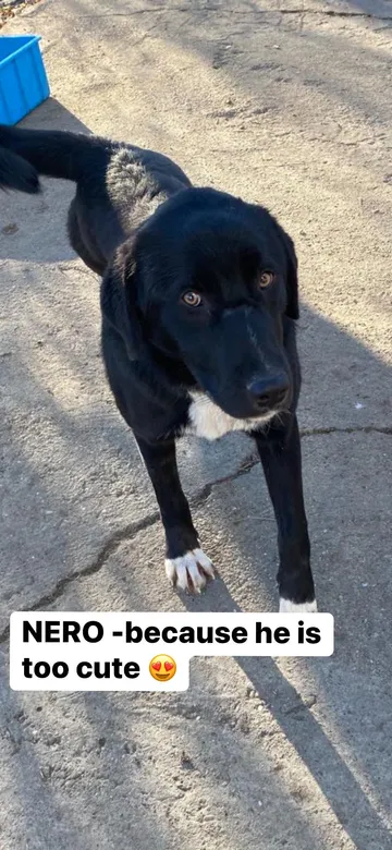 Nero, rescuehund i Skellefteå, bild 11