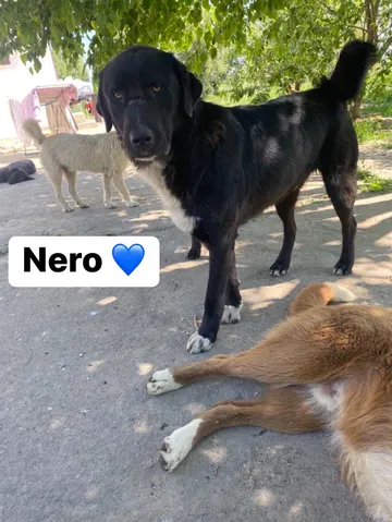 Nero, rescuehund i Skellefteå, bild 12