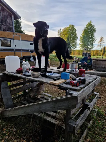Nero, rescuehund i Skellefteå, bild 13