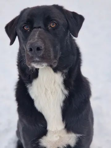 Nero, rescuehund i Skellefteå, bild 14