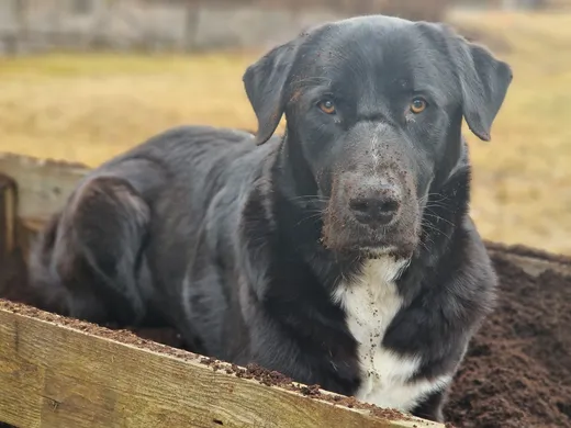 Nero, blandras som söker hem via Ohana Rescue och finns i Skellefteå