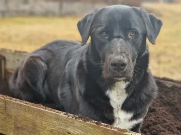 Nero, rescuehund i Skellefteå, bild 16