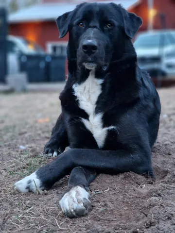 Nero, rescuehund i Skellefteå, bild 17