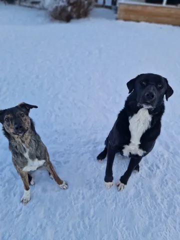 Nero, rescuehund i Skellefteå, bild 18