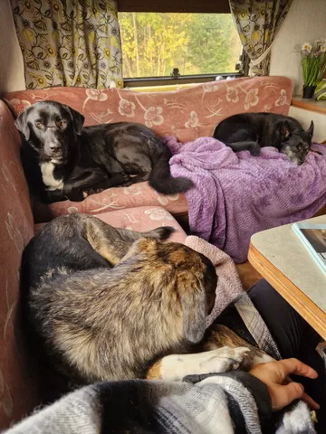 Nero, rescuehund i Skellefteå, bild 19