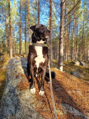 Nero, rescuehund i Skellefteå, bild 21