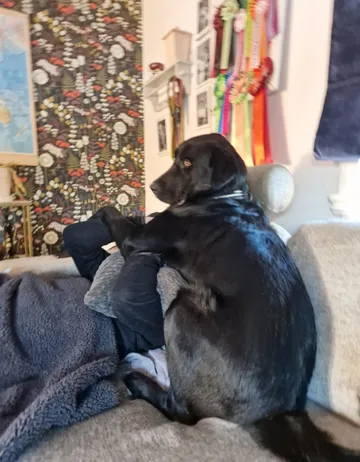 Nero, rescuehund i Skellefteå, bild 22