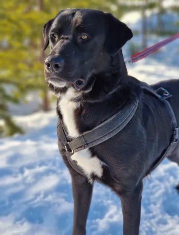 Nero, rescuehund i Skellefteå, bild 23