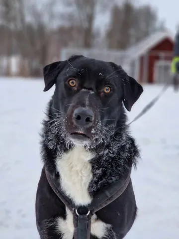 Nero, rescuehund i Skellefteå, bild 25