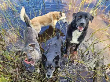Nero, rescuehund i Skellefteå, bild 26