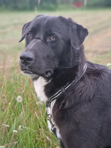 Nero, rescuehund i Skellefteå, bild 27