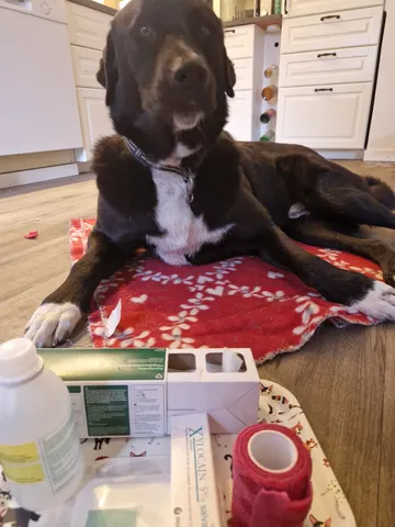 Nero, rescuehund i Skellefteå, bild 29