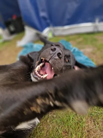 Nero, rescuehund i Skellefteå, bild 30