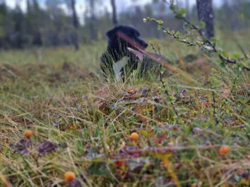Nero, rescuehund i Skellefteå, bild 32
