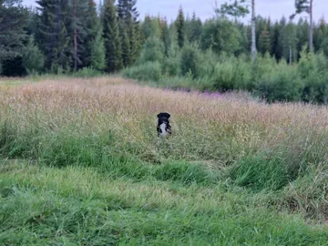 Nero, rescuehund i Skellefteå, bild 33
