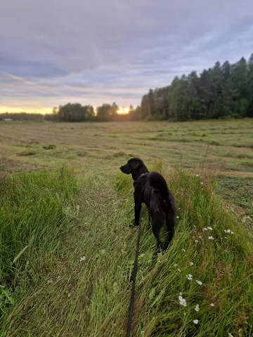 Nero, rescuehund i Skellefteå, bild 34