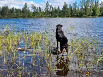 Nero, rescuehund i Skellefteå, bild 35