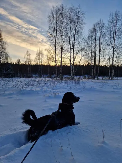 Nero, rescuehund i Skellefteå, bild 3