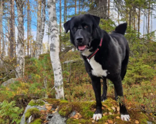 Nero, blandras som söker hem via Ohana Rescue och finns i Skellefteå