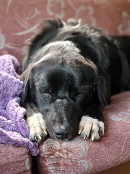 Nero, rescuehund i Skellefteå, bild 1