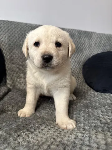 Nora, rescuehund i Polen, bild 2