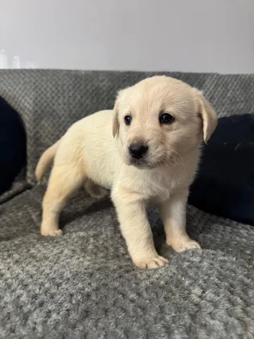 Nora, rescuehund i Polen, bild 4
