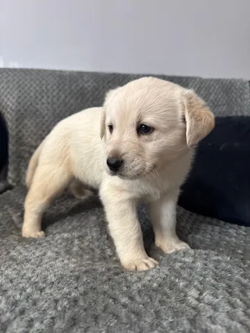 Nora, rescuehund i Polen, bild 5