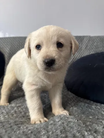 Nora, rescuehund i Polen, bild 6