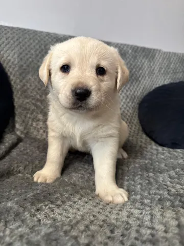 Nora, rescuehund i Polen, bild 7