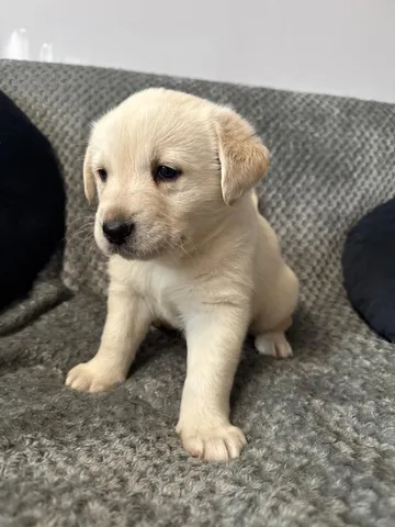 Nora, rescuehund i Polen, bild 8