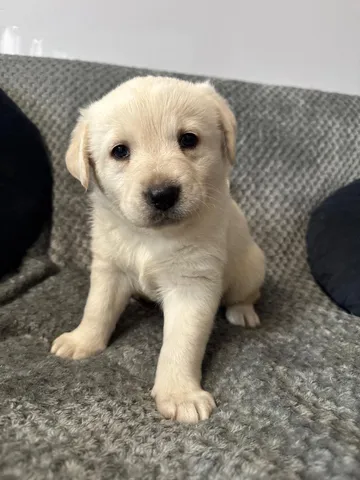 Nora, rescuehund i Polen, bild 9