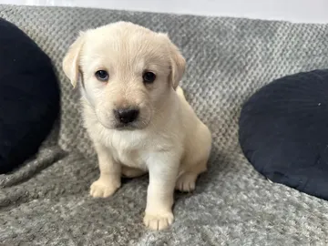 Nora, rescuehund i Polen, bild 10