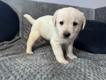 Nora, rescuehund i Polen, bild 3