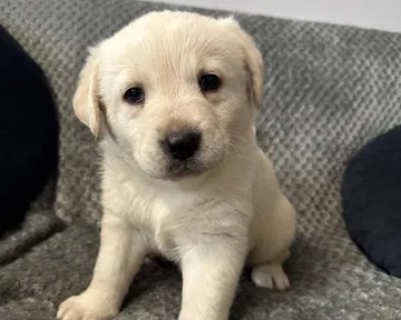 Nora, rescuehund i Polen, bild 1