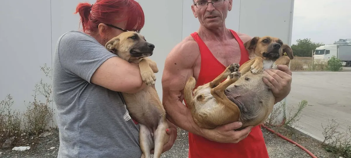 Nori, info kommer som är reserverad via Ohana Rescue och finns i Rumänien