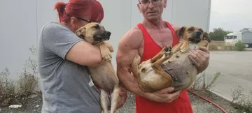 Nori, rescuehund i Rumänien, bild 6