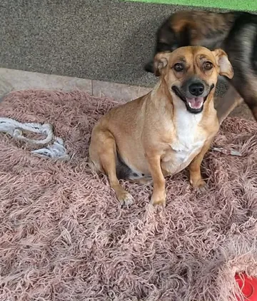 Nori, rescuehund i Rumänien, bild 1