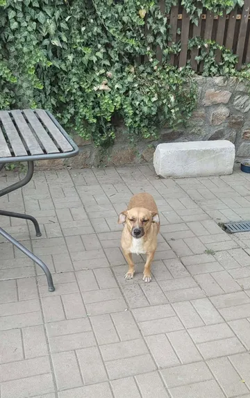 Nori, rescuehund i Rumänien, bild 2