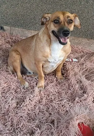 Nori, rescuehund i Rumänien, bild 3