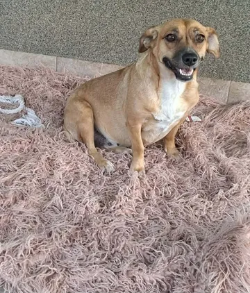 Nori, rescuehund i Rumänien, bild 4