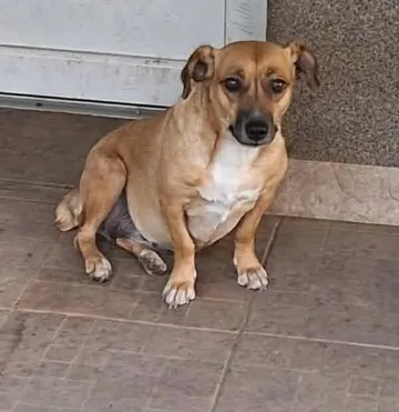 Nori, rescuehund i Rumänien, bild 5