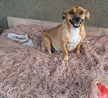 Nori, rescuehund i Rumänien, bild 7