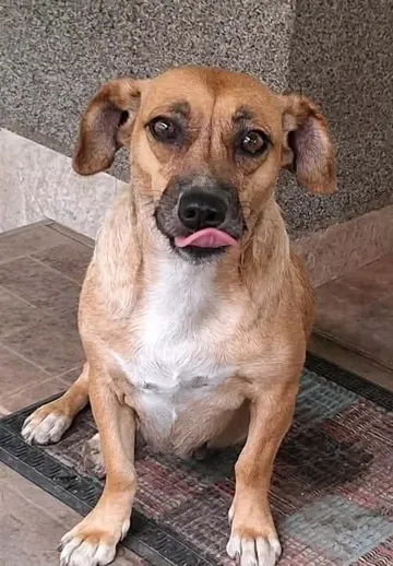 Nori, rescuehund i Rumänien, bild 8