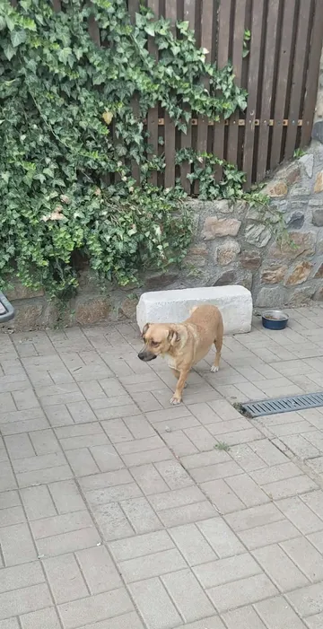 Nori, rescuehund i Rumänien, bild 9