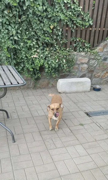 Nori, rescuehund i Rumänien, bild 10