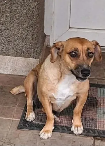 Nori, rescuehund i Rumänien, bild 12